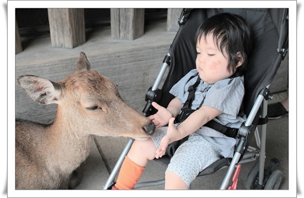 11東大寺鹿06_鹿對不起.jpg