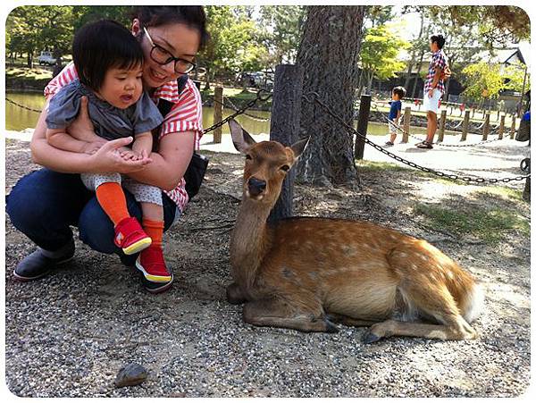 13東大寺鹿08_請把這個孩子帶走.JPG