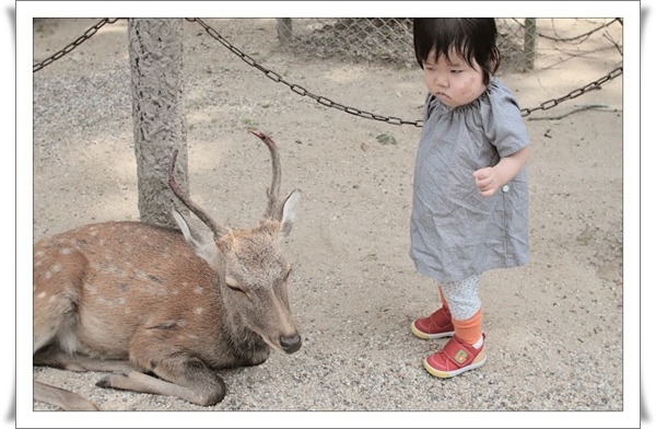 16東大寺鹿11_小姐你的眼神.jpg