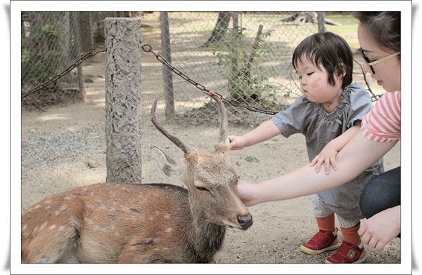 18東大寺鹿12_捏耳朵.jpg