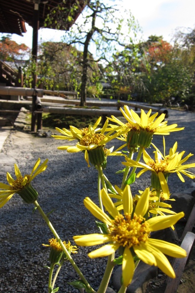 IMG_1559.JPG IMG_1559.JPG