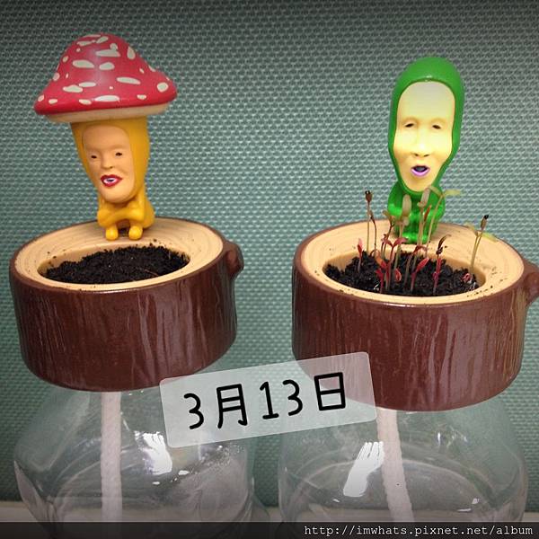 醜比頭小植栽IMG_3138.JPG 醜比頭小植栽IMG_3138.JPG