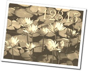 Water lilies Water lilies