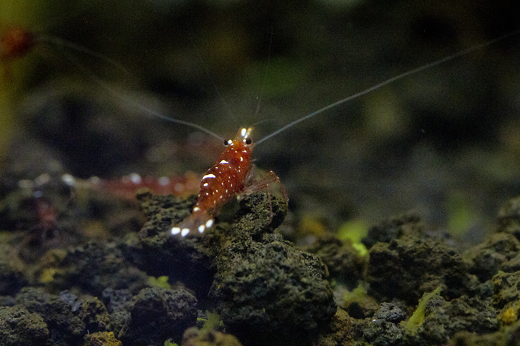 白斑紅蜂 (乳牛~)