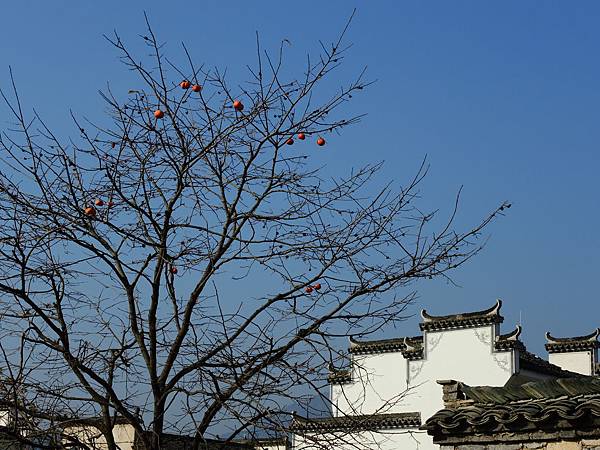 DSCN0943 DSCN0943