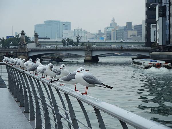 DSCN7107 DSCN7107