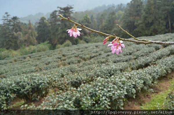 DSC_0077.JPG DSC_0077.JPG