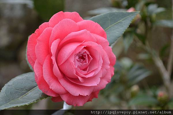 DSC_0116.JPG DSC_0116.JPG