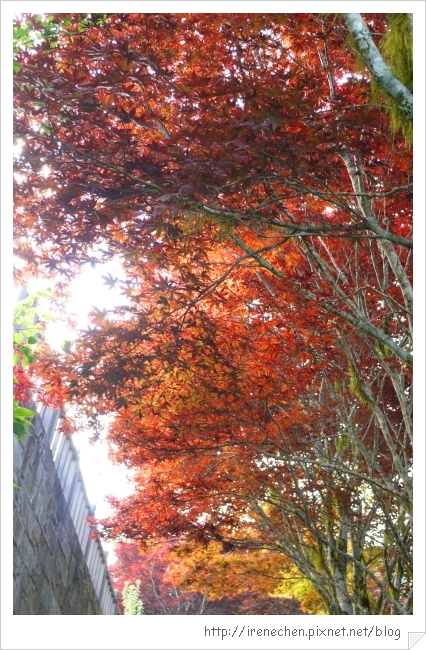 太平山09-紫葉槭.jpg 太平山09-紫葉槭.jpg