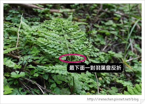 太平山32-熊毛蕨.jpg 太平山32-熊毛蕨.jpg