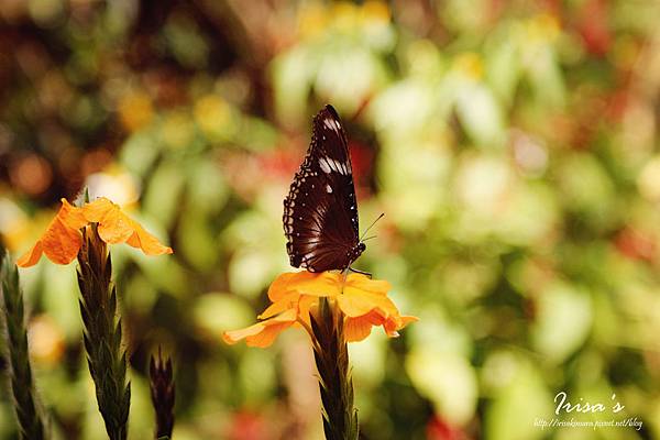 DSC00492_副本 DSC00492_副本