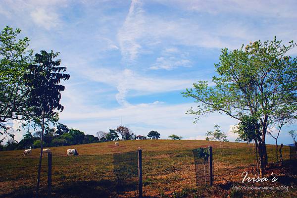 DSC00532_副本 DSC00532_副本