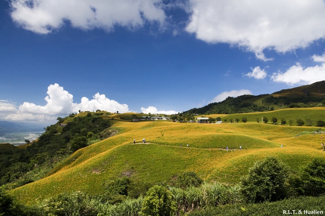 花蓮富里-六十石山-上山 (32).jpg