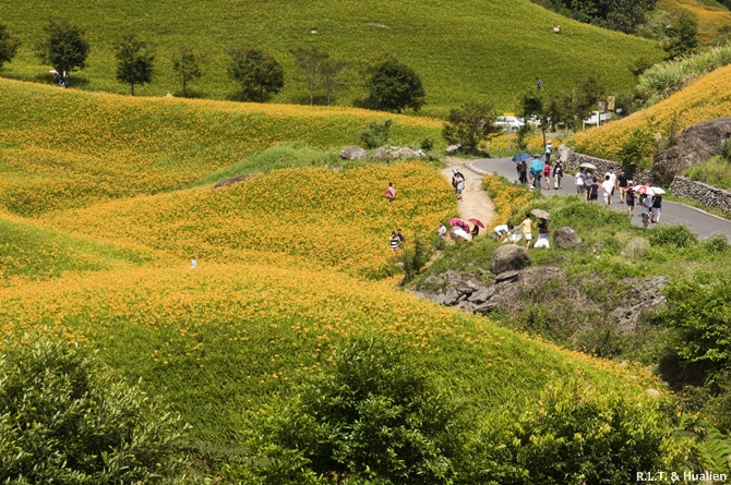 花蓮富里-六十石山-上山 (33).jpg