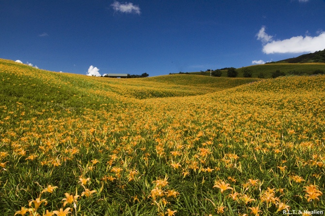 花蓮富里-六十石山-上山 (110).jpg