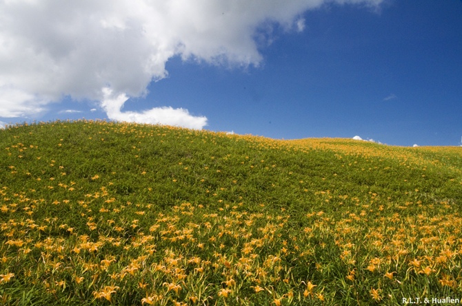 花蓮富里-六十石山-上山 (111).jpg