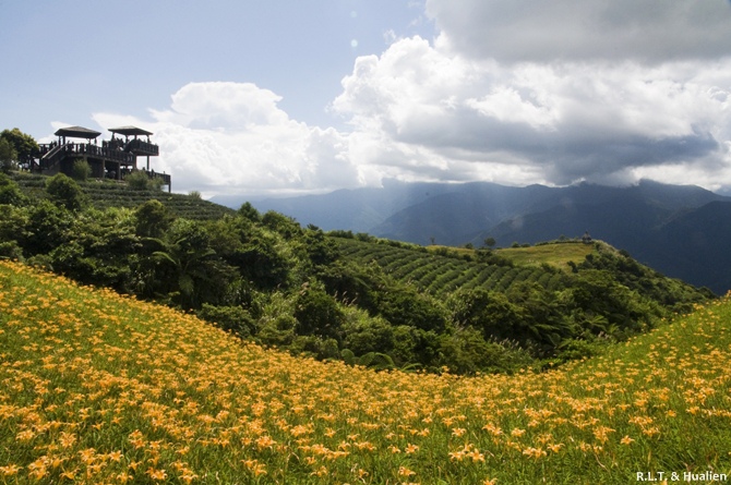 花蓮富里-六十石山-上山 (127).jpg