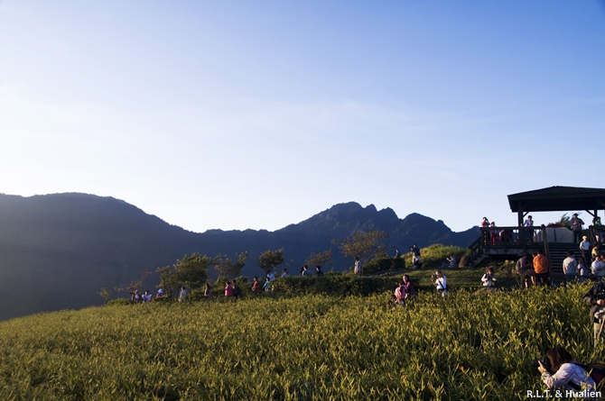 花蓮富里-六十石山-早晨金針花 (16).jpg