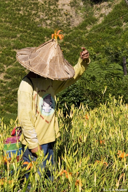 花蓮富里-六十石山-尖閣亭 (17).jpg