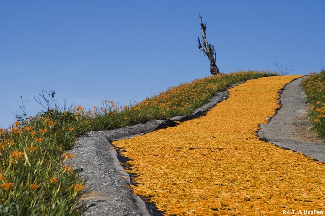花蓮富里-六十石山-尖閣亭 (38).jpg