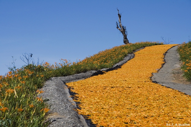 花蓮富里-六十石山-尖閣亭 (38).jpg