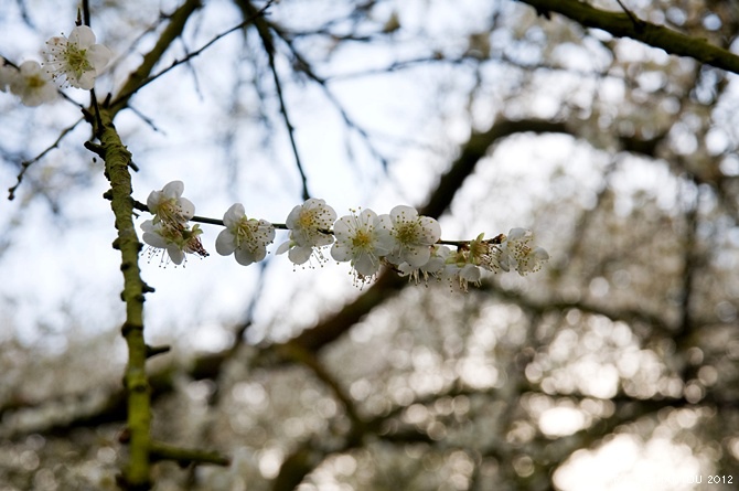 2012烏松崙去賞梅花-柳家梅園_3.jpg 2012烏松崙去賞梅花-柳家梅園_3.jpg