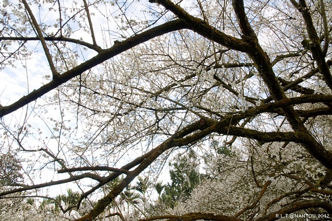 2012烏松崙去賞梅花-柳家梅園_5.jpg 2012烏松崙去賞梅花-柳家梅園_5.jpg