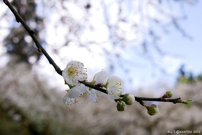 2012烏松崙去賞梅花-柳家梅園_15.jpg 2012烏松崙去賞梅花-柳家梅園_15.jpg