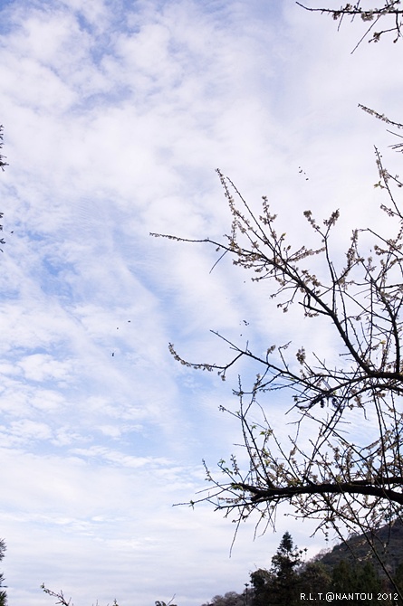 2012烏松崙去賞梅花-柳家梅園_25.jpg 2012烏松崙去賞梅花-柳家梅園_25.jpg