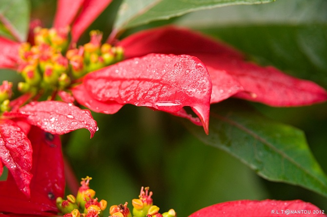 2012烏松崙去賞梅花-柳家梅園_32.jpg 2012烏松崙去賞梅花-柳家梅園_32.jpg