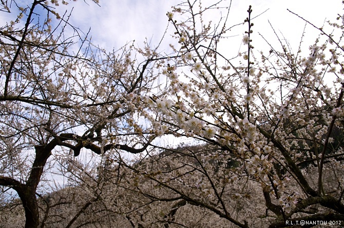 2012烏松崙去賞梅花-柳家梅園_34.jpg 2012烏松崙去賞梅花-柳家梅園_34.jpg
