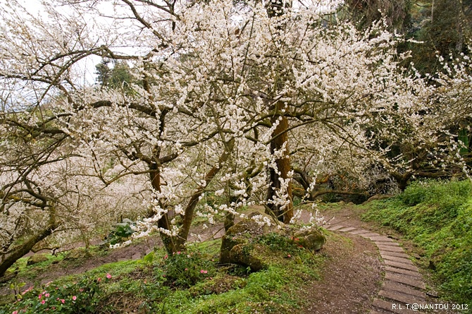 2012烏松崙去賞梅花-柳家梅園_50.jpg 2012烏松崙去賞梅花-柳家梅園_50.jpg