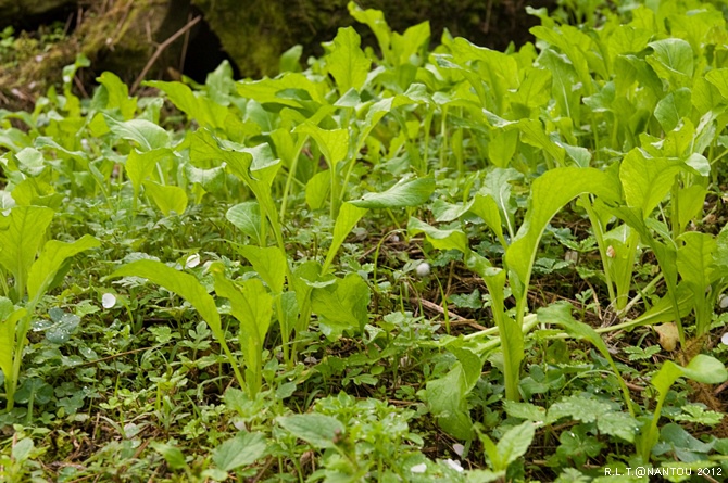 2012烏松崙去賞梅花-柳家梅園_51.jpg 2012烏松崙去賞梅花-柳家梅園_51.jpg