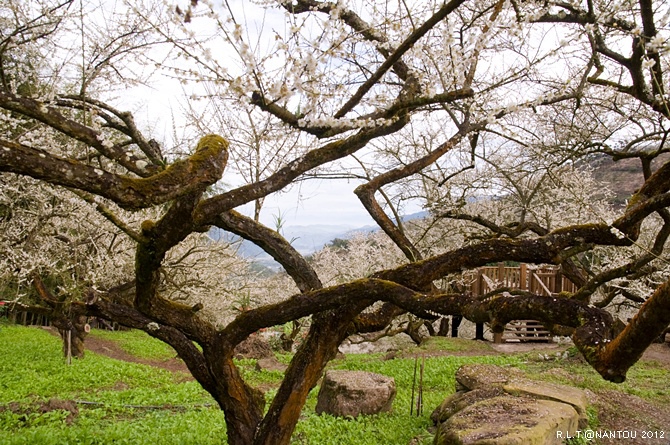 2012烏松崙去賞梅花-柳家梅園_57.jpg 2012烏松崙去賞梅花-柳家梅園_57.jpg