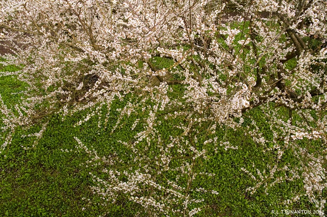 2012烏松崙去賞梅花-柳家梅園_62.jpg 2012烏松崙去賞梅花-柳家梅園_62.jpg