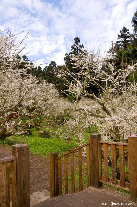 2012烏松崙去賞梅花-柳家梅園_63.jpg 2012烏松崙去賞梅花-柳家梅園_63.jpg