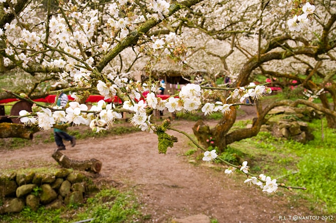 2012烏松崙去賞梅花-柳家梅園_65.jpg