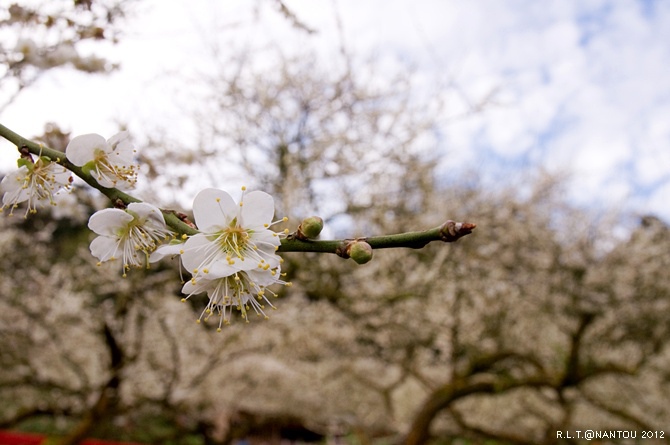 2012烏松崙去賞梅花-柳家梅園_67.jpg 2012烏松崙去賞梅花-柳家梅園_67.jpg