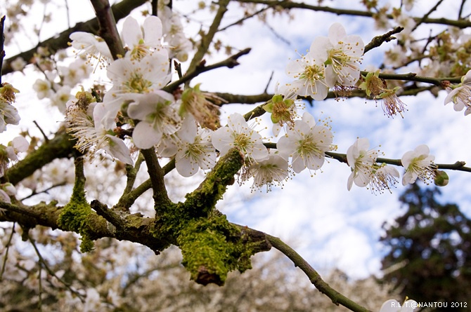 2012烏松崙去賞梅花-柳家梅園_68.jpg 2012烏松崙去賞梅花-柳家梅園_68.jpg