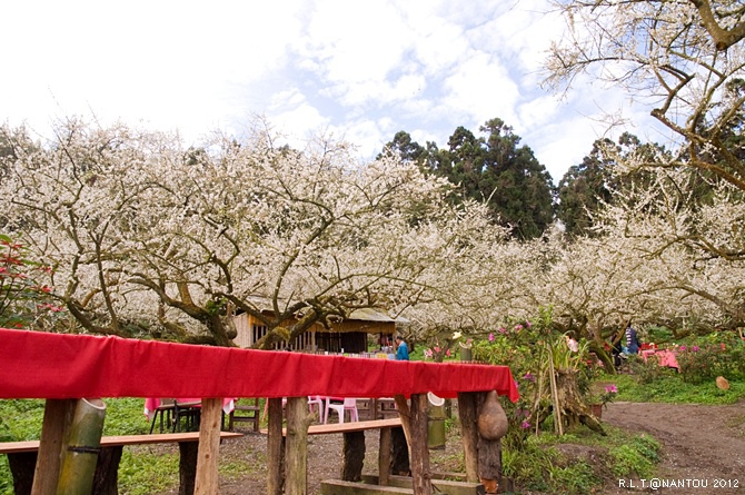 2012烏松崙去賞梅花-柳家梅園_73.jpg 2012烏松崙去賞梅花-柳家梅園_73.jpg