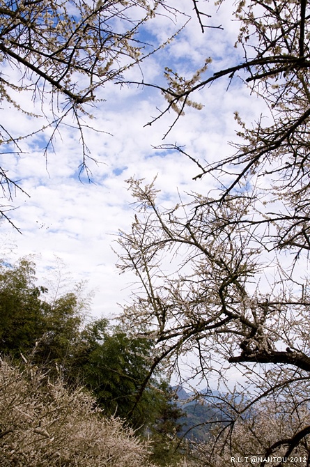 2012烏松崙去賞梅花-柳家梅園_76.jpg 2012烏松崙去賞梅花-柳家梅園_76.jpg