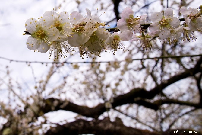 2012烏松崙去賞梅花-柳家梅園_82.jpg 2012烏松崙去賞梅花-柳家梅園_82.jpg
