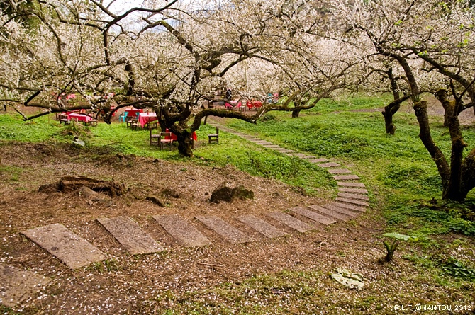 2012烏松崙去賞梅花-柳家梅園_85.jpg 2012烏松崙去賞梅花-柳家梅園_85.jpg