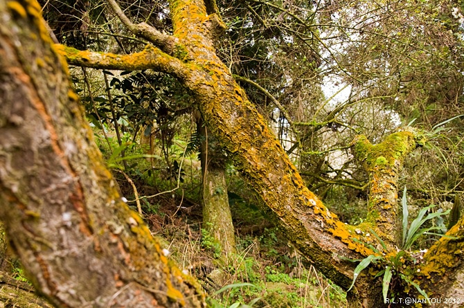 2012烏松崙去賞梅花-柳家梅園_87.jpg 2012烏松崙去賞梅花-柳家梅園_87.jpg
