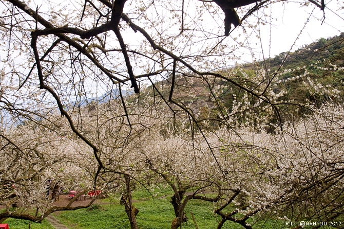 2012烏松崙去賞梅花-柳家梅園_88.jpg 2012烏松崙去賞梅花-柳家梅園_88.jpg