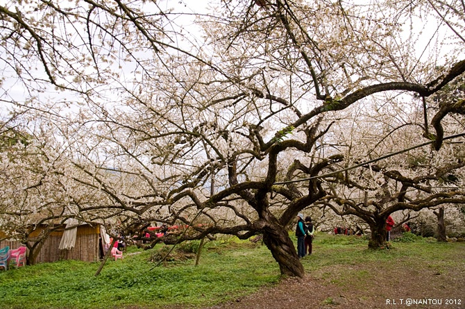 2012烏松崙去賞梅花-柳家梅園_90.jpg