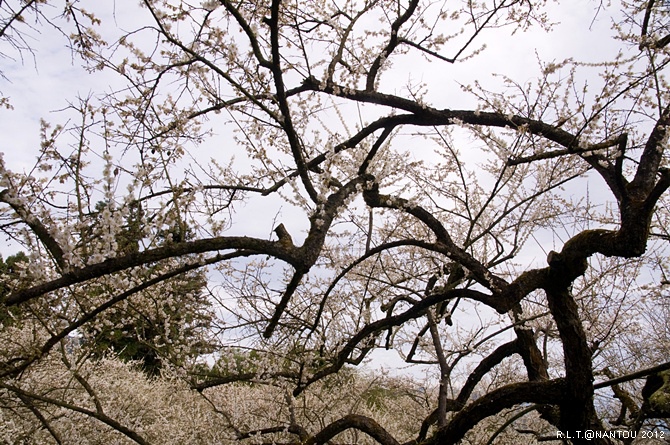 2012烏松崙去賞梅花-柳家梅園_92.jpg