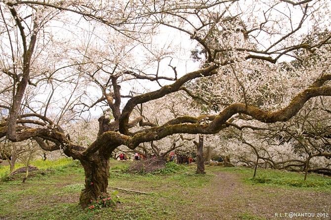 2012烏松崙去賞梅花-柳家梅園_93.jpg 2012烏松崙去賞梅花-柳家梅園_93.jpg