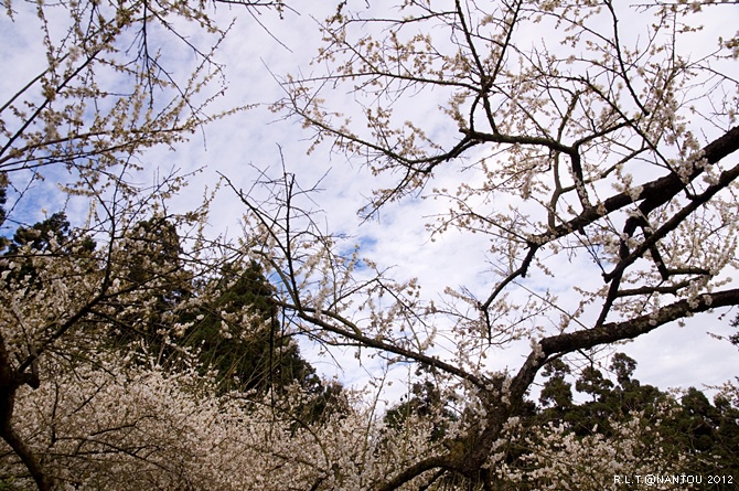 2012烏松崙去賞梅花-柳家梅園_96.jpg 2012烏松崙去賞梅花-柳家梅園_96.jpg