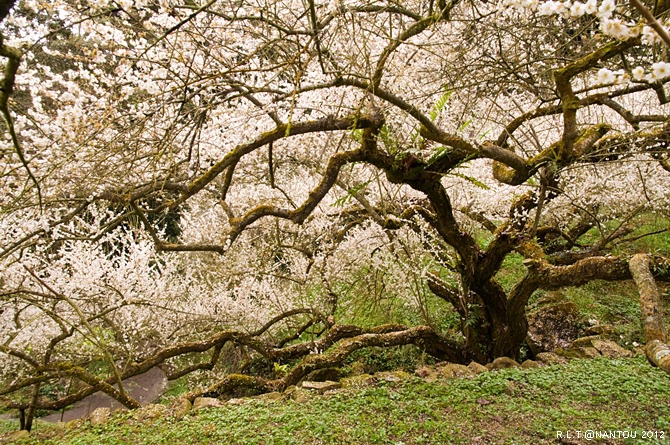 2012烏松崙去賞梅花-柳家梅園_99.jpg 2012烏松崙去賞梅花-柳家梅園_99.jpg